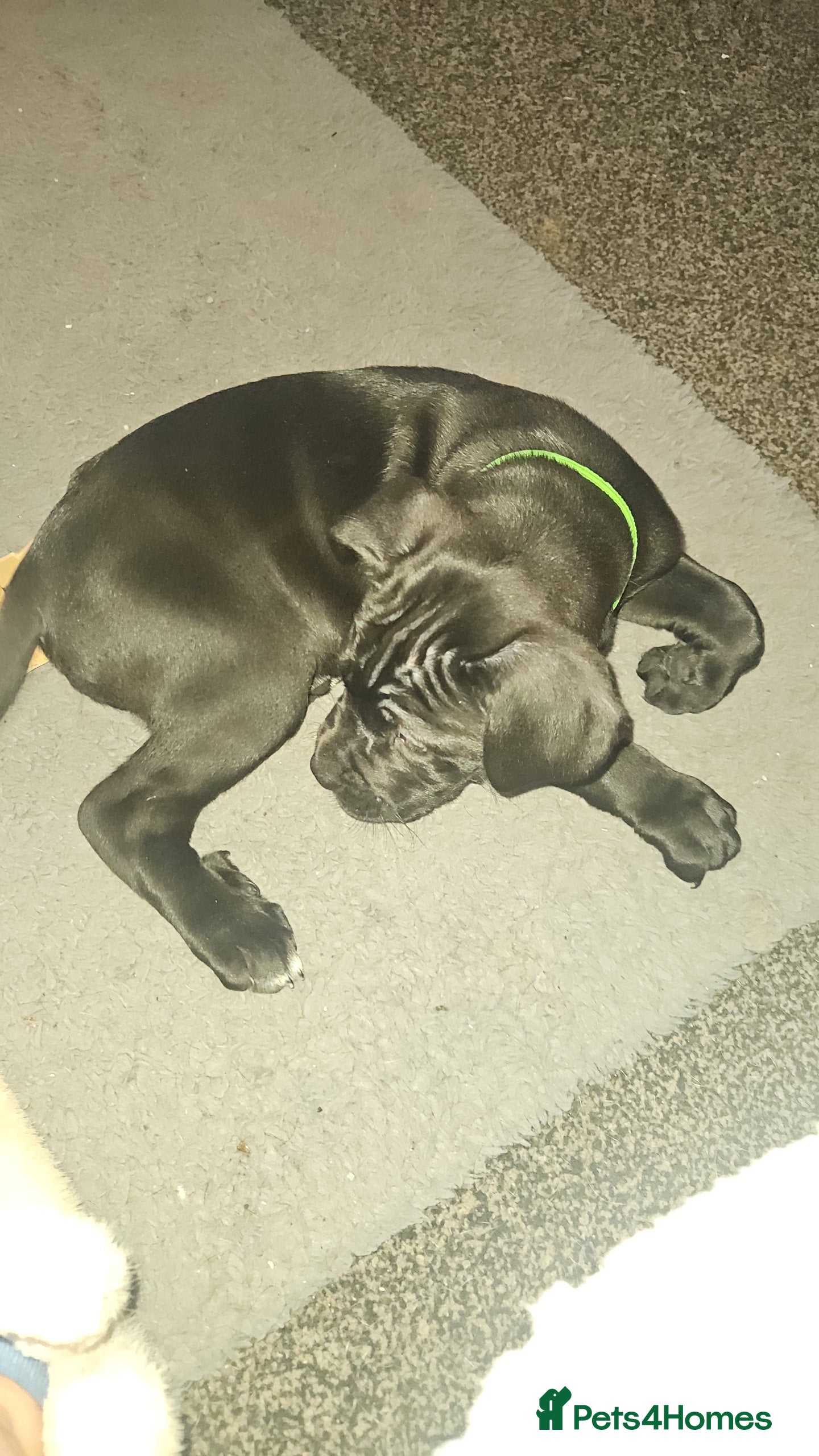 Cane Corso dogs Cane Corso Pups - Advert 18