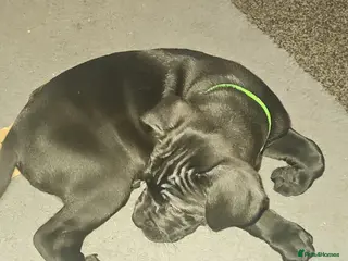 Cane Corso dogs Cane Corso Pups - Advert 18