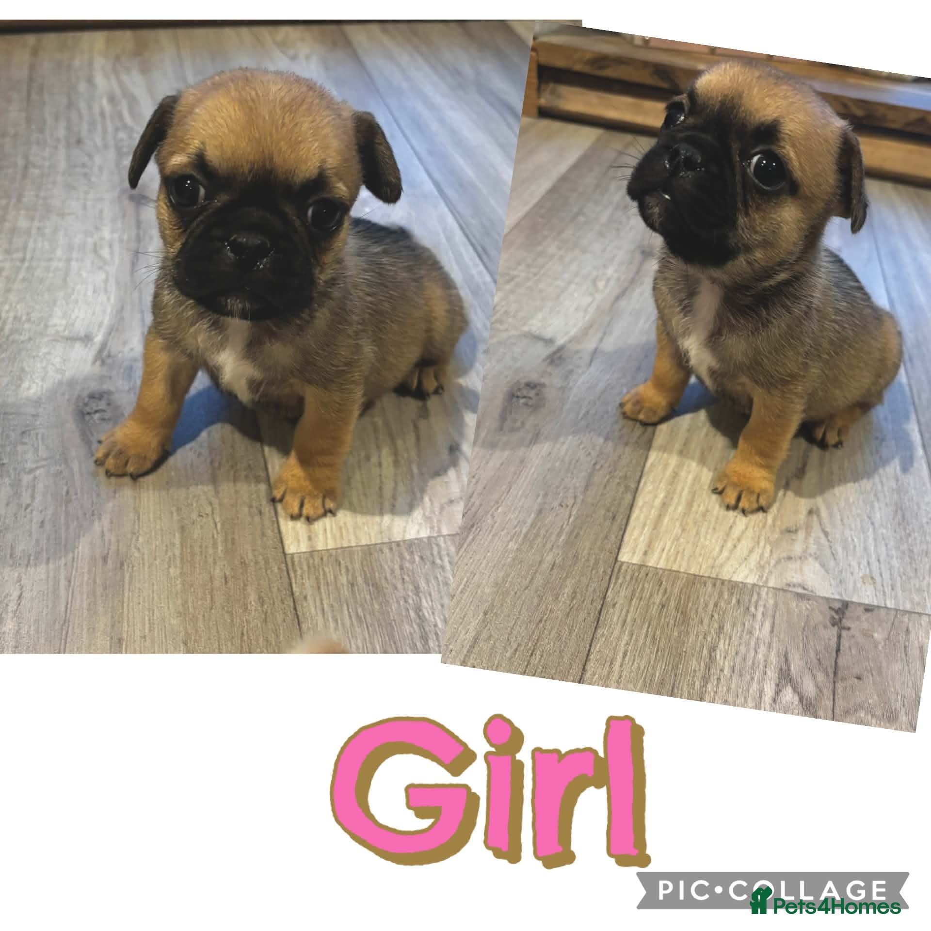 Frug dogs French bulldog cross pug puppies ready Friday 22nd - Advert 2