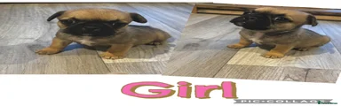Frug Puppy 2