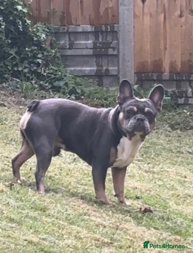 French Bulldog dogs Rehoming our lovely boy - Advert 2