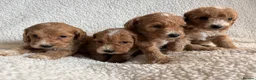 Cockapoo dogs for sale: F1bcockapoo puppies - DNA Health test clear  in Staines - Advert 20