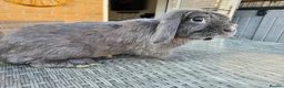 Mini Lop rabbits for sale: Mini Lops in Cambridge - Advert 15