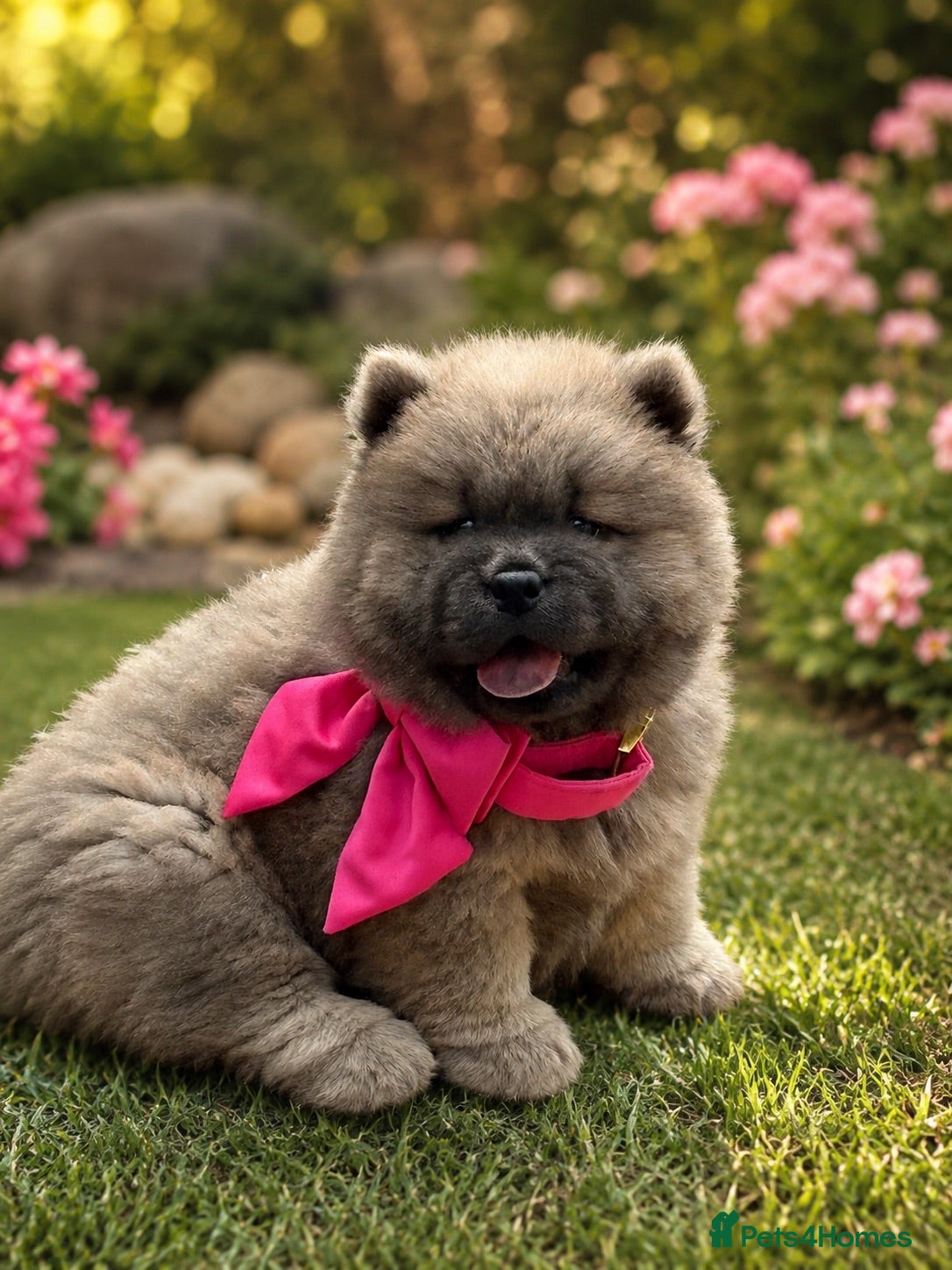 Chow Chow dogs 🧸🐾 Beautiful Chow Chow puppies 🐾🧸 - Advert 4