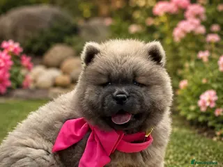 Chow Chow dogs 🧸🐾 Beautiful Chow Chow puppies 🐾🧸 - Advert 4