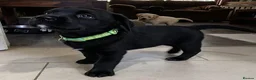 Labrador Retriever dogs for sale: 6 stunning female labrador puppies - Advert 36