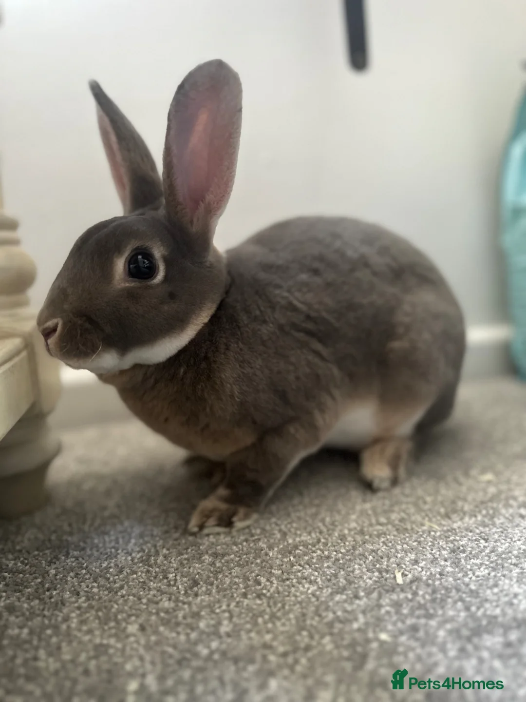 Rex rabbits for sale: Pure Blue Mini Rex rabbit (Bonney)  - Advert 1