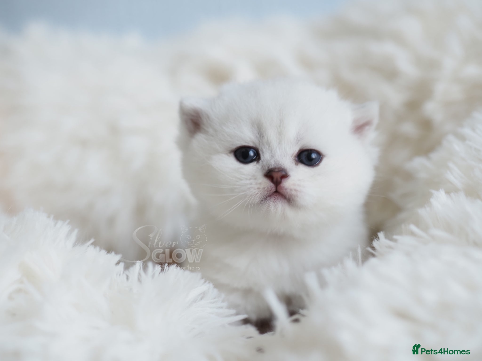 British Shorthair cats New arrivals 🤍 BSH Silver Tipped, GCCF reg - Advert 1