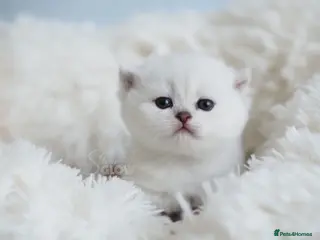 British Shorthair cats for sale: New arrivals 🤍 BSH Silver Tipped, GCCF reg - Advert 1