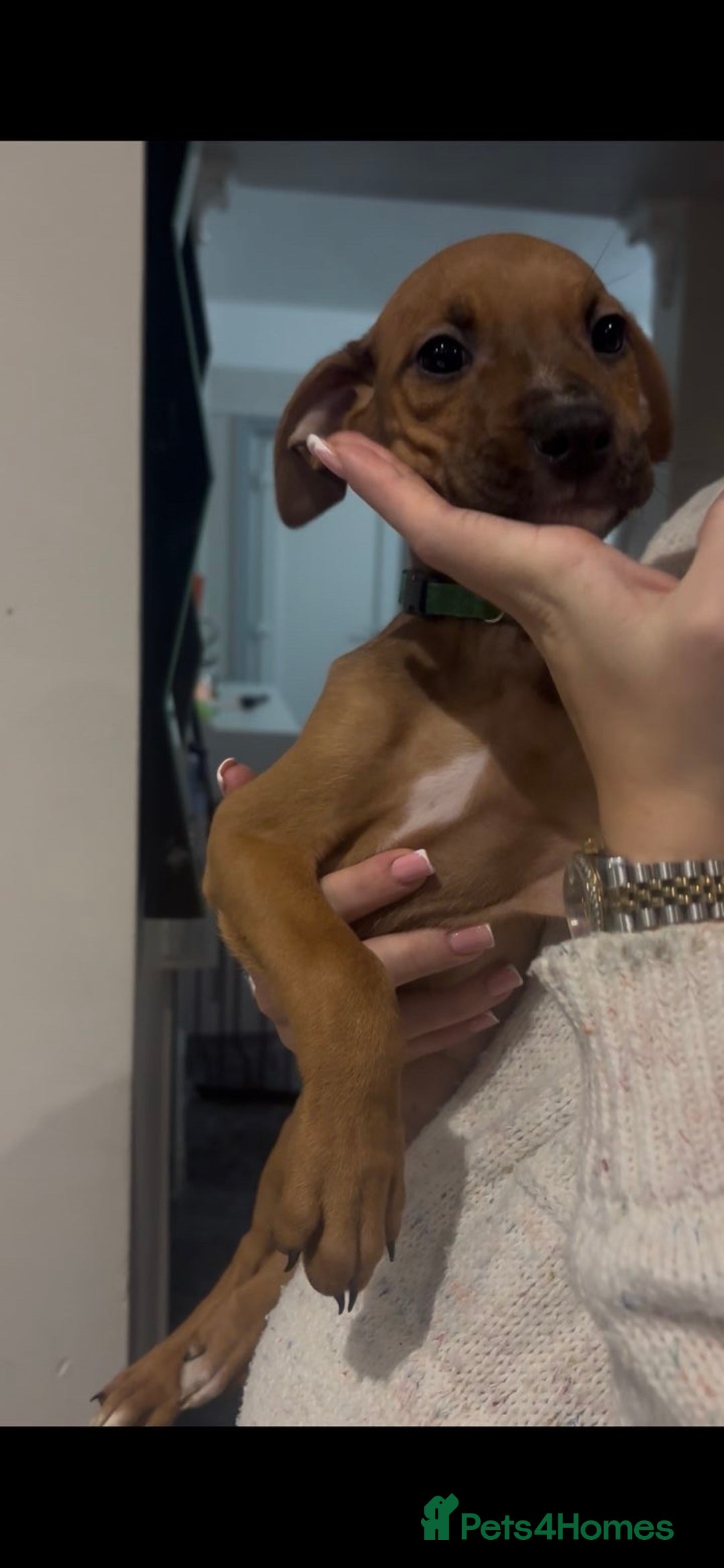 Mixed Breed dogs for sale: Puppy’s available  - Advert 25