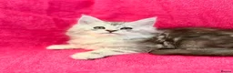 Maine Coon cats for sale: Maine coon kittens silver tabby ready now - Advert 3