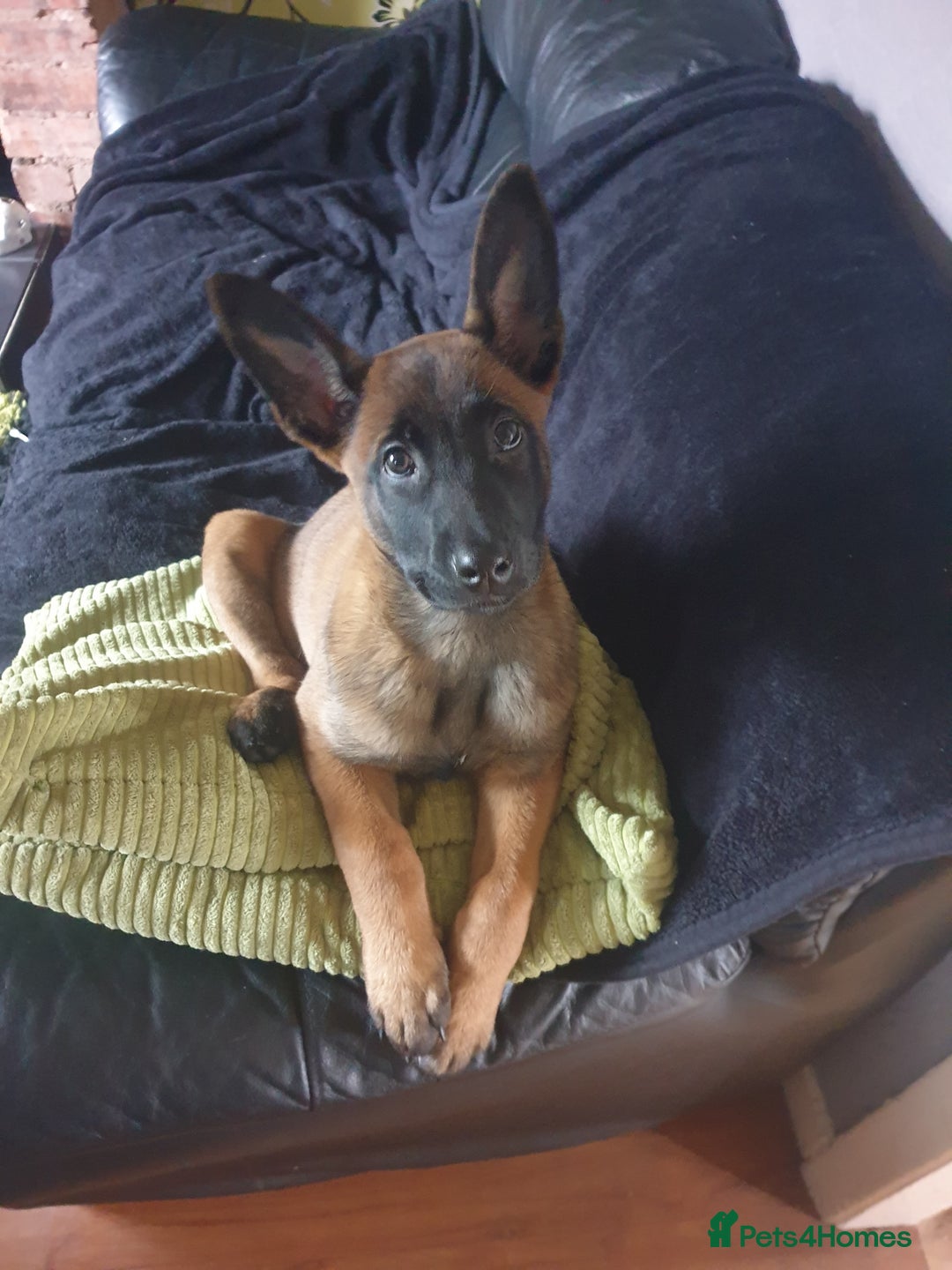 Belgian Shepherd Dog dogs for sale: Belgian Malinois x Dutch - Female 4 Yrs - Image 26