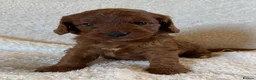 Cockapoo dogs for sale: Stunning Deep Red Cockapoos - Advert 7