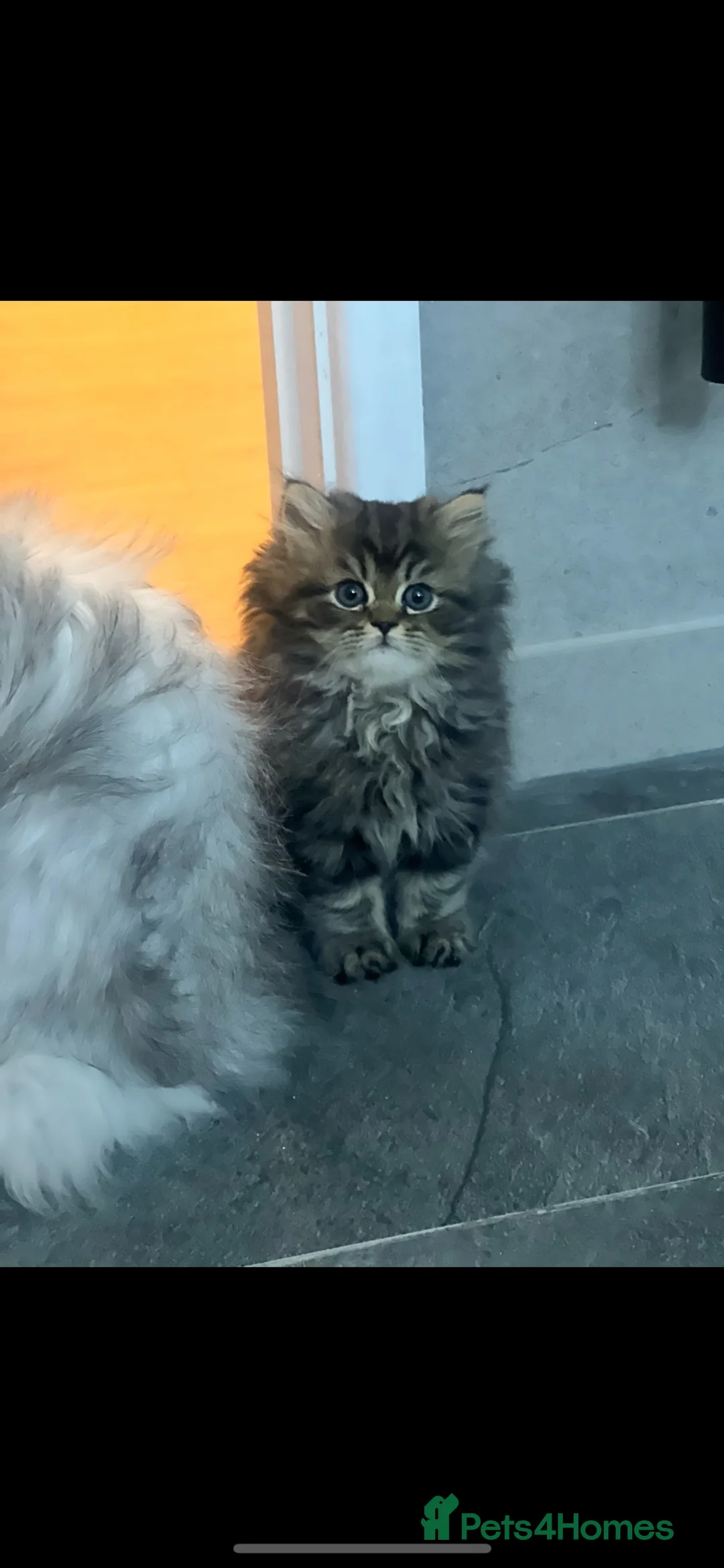 Persian cats for sale: 🎀 DOLL FACE PERSIAN KITTENS!! 🎀 - Advert 2