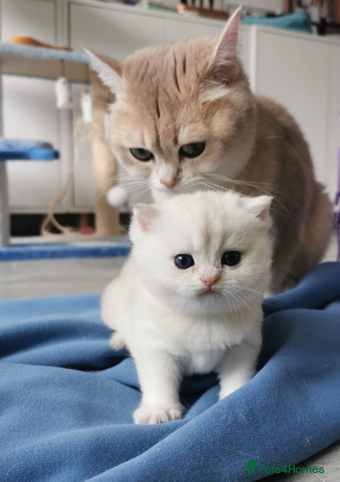 British Shorthair cats for sale: Gorgeous Golden Silver British Shorthair Kitten - Advert 1