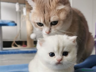 British Shorthair cats Gorgeous Golden Silver British Shorthair Kitten - Advert 3