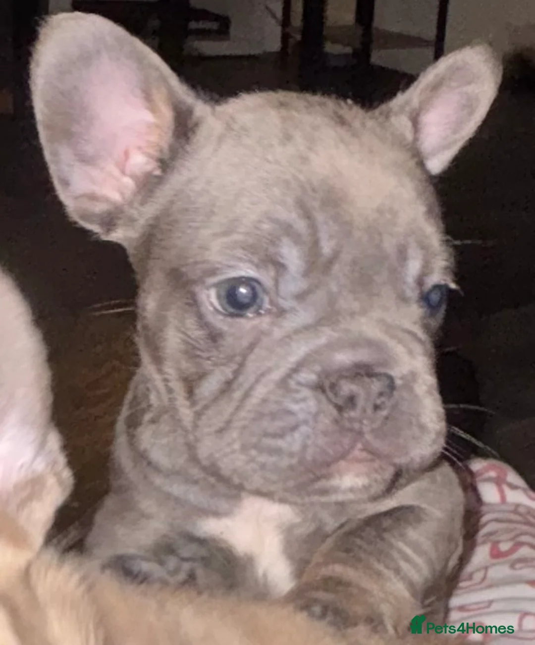 French Bulldog dogs for sale: French bulldog puppies  - Advert 14