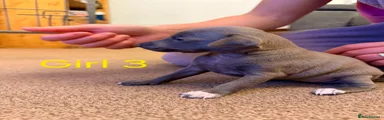 Italian Greyhound 3