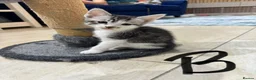 Bengal cats for sale:  Bengal x kittens  in Bristol - Advert 6