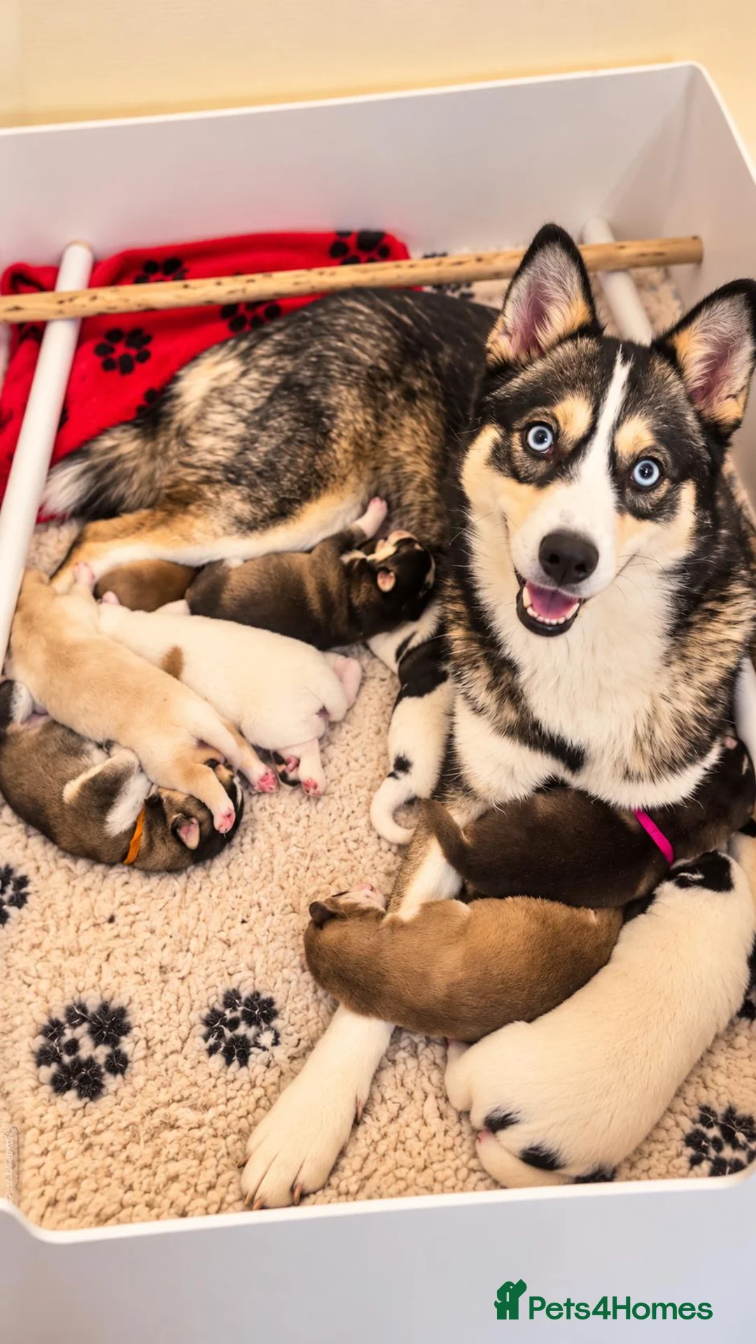 Pomsky dogs for sale: Pomsky Litter  - Advert 1