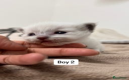 Ragdoll cats for sale: “ Ragdoll kittens “ A perfect  **  present  - Image 12