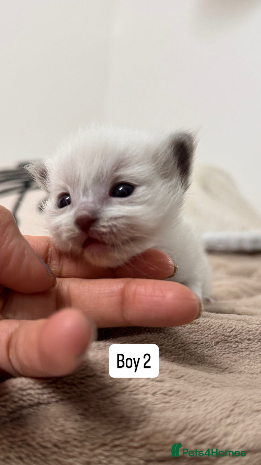 Ragdoll cats for sale: “ Ragdoll kittens “ A perfect  **  present  - Image 12