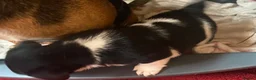 Jack Russell dogs for sale: Jack Russell puppy - Advert 3