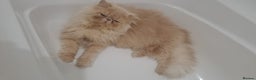 Persian cats for stud: GCCF brother's for stud!!  - Advert 7