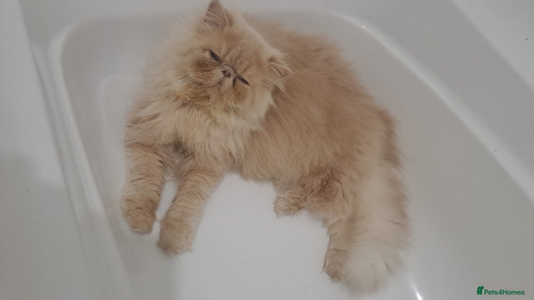 Persian cats for stud: GCCF brother's for stud!!  - Advert 7