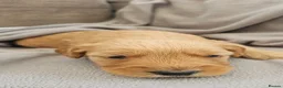 Mini Goldendoodle dogs for sale: Beautiful Mini Golden doodles available - Advert 11