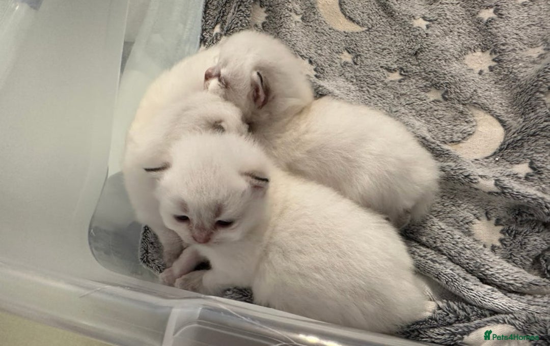 British Longhair cats for sale: Stunning British Longhair Kittens Ready to collect - Image 7