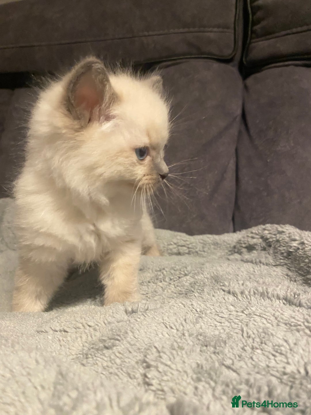 Ragdoll cats for sale: Ragdoll kittens  - Image 5