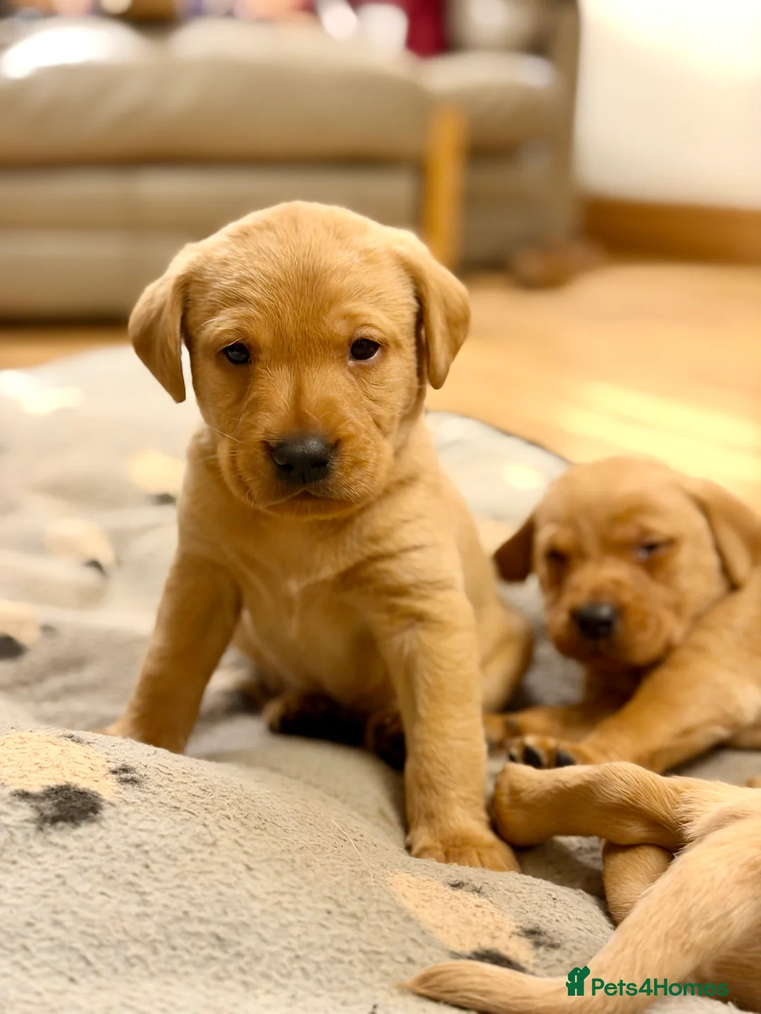 Labrador Retriever dogs for sale: Litter of 8 KC registered Red Fox Labrador puppies - Advert 2