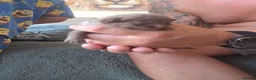 Mixed Breed cats for sale:  BEAUTIFUL RUSSIAN BLUE X BSH KITTENS  - Advert 33