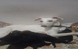 Mixed Breed dogs for sale: Greyhound x Bedlington terrior pups - Image 13