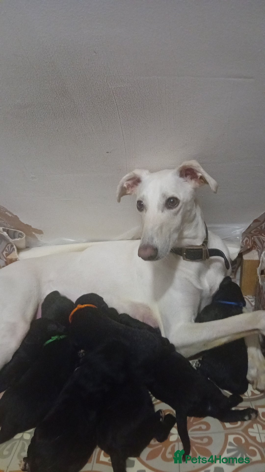 Mixed Breed dogs for sale: Greyhound x Bedlington terrior pups - Image 13
