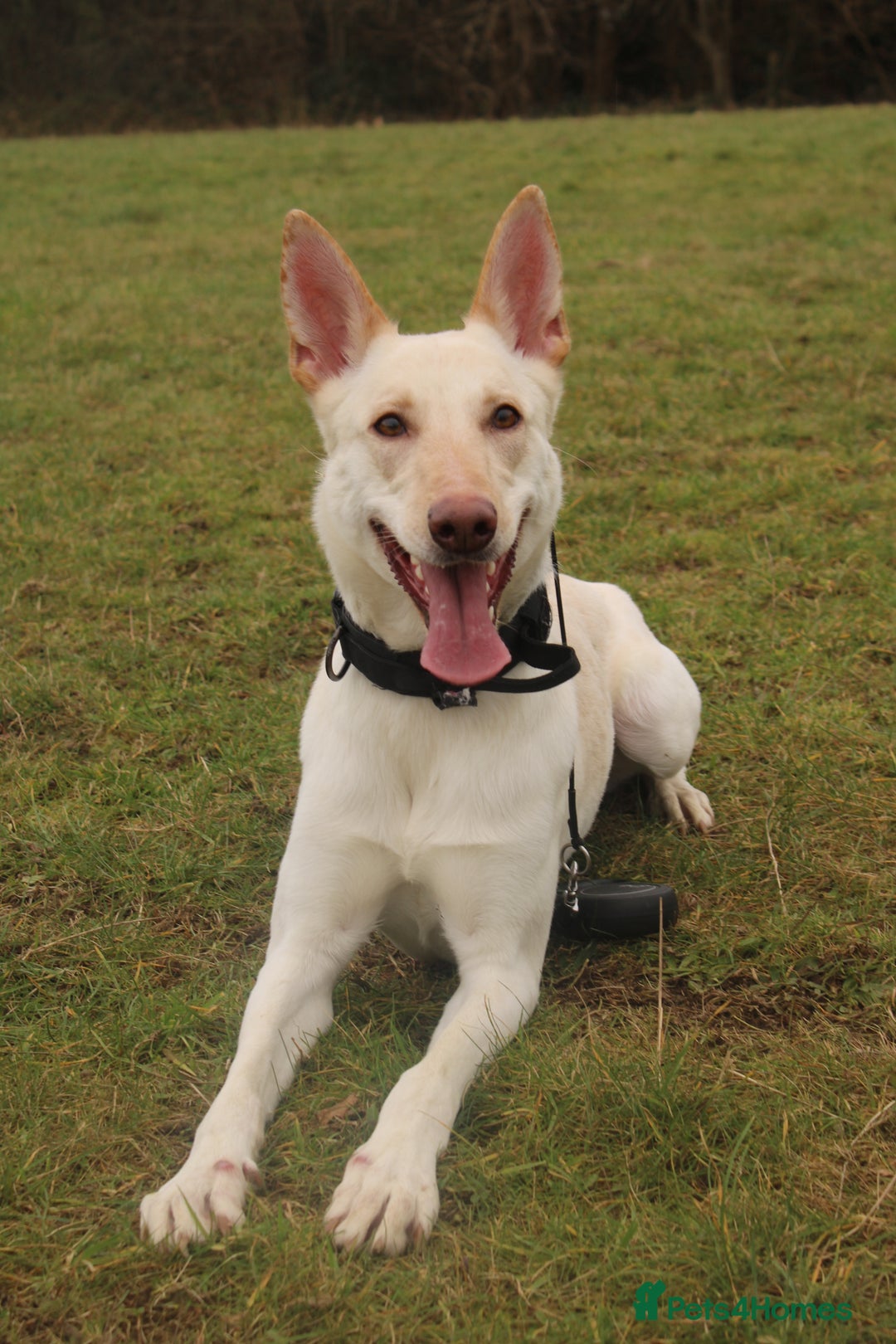 Belgian Shepherd Dog dogs for sale: ZYLA - Belgian Malinois - Image 8