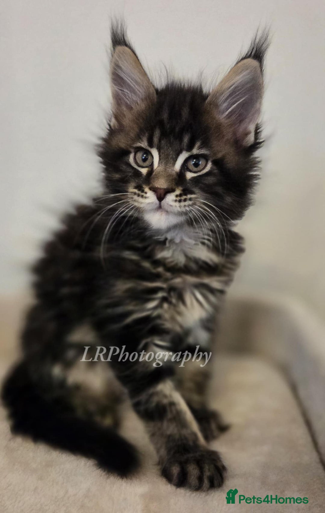 Maine Coon cats for sale: TICA REGISTERED MAINE COONS - Advert 2
