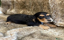 Cocker Spaniel dogs for sale: Beautiful Cocker Spaniel Litter - Image 1
