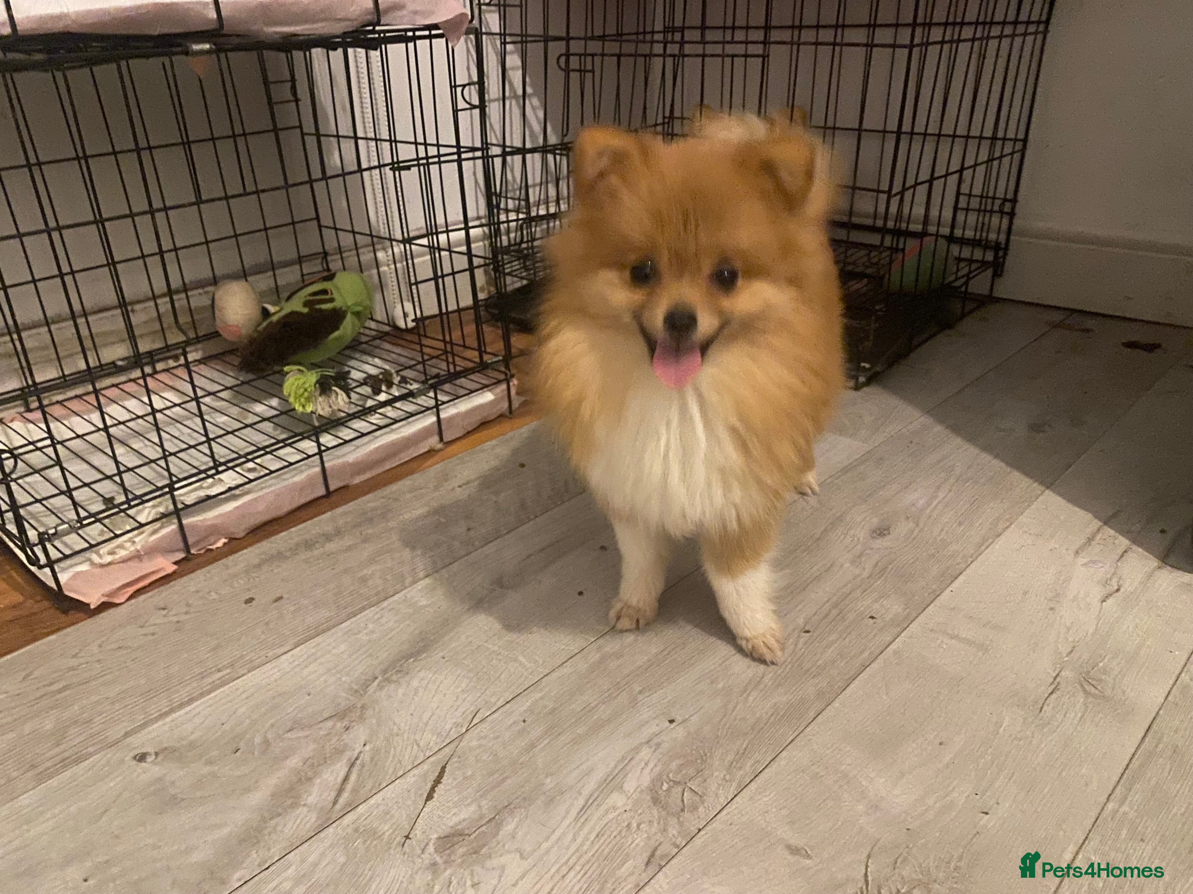 Pomeranian dogs 9 month old Pomeranian adorably happy  - Advert 2