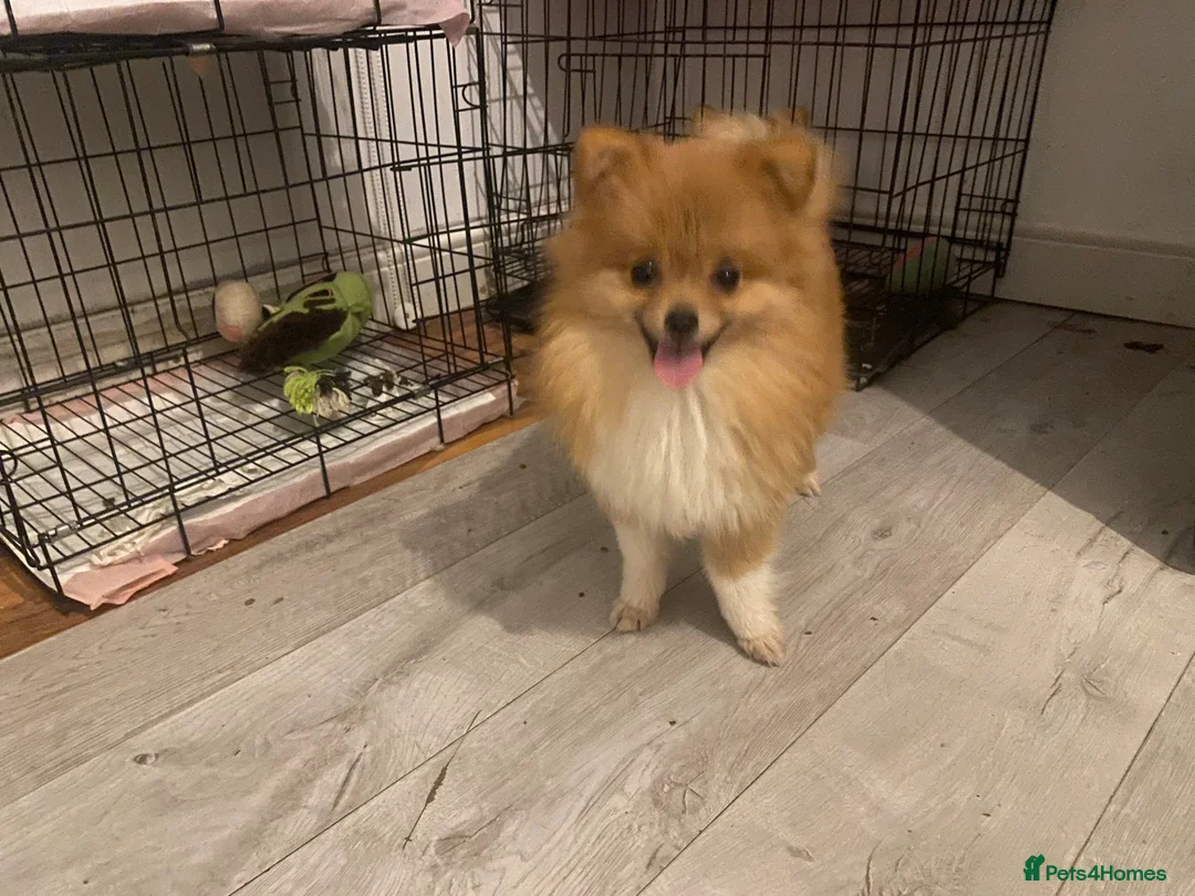 Pomeranian dogs for sale: 9 month old Pomeranian adorably happy  - Advert 1