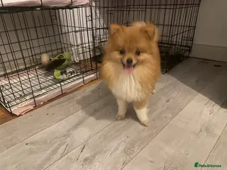 Pomeranian dogs 9 month old Pomeranian adorably happy - Advert 2