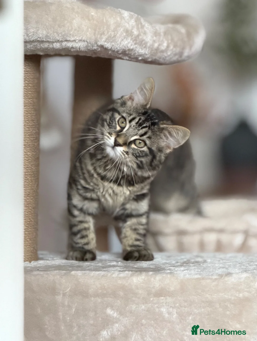 Mixed Breed cats for sale: Beautiful mixed breed boy 4 months old kitten in Manchester - Advert 1