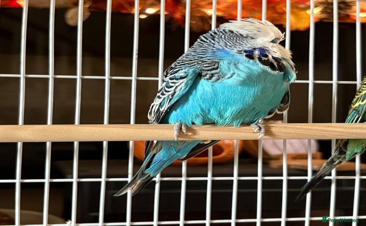 Budgerigars birds - Advert 6
