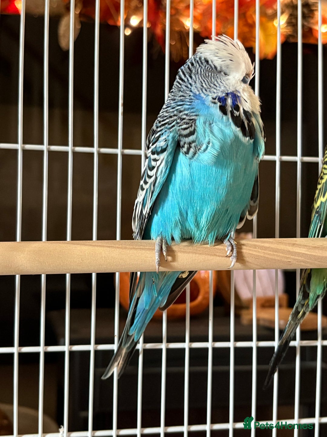 Budgerigars birds for sale: 🐦 Handsome Blue Budgie looking for a New Home! 🏡 - Image 1