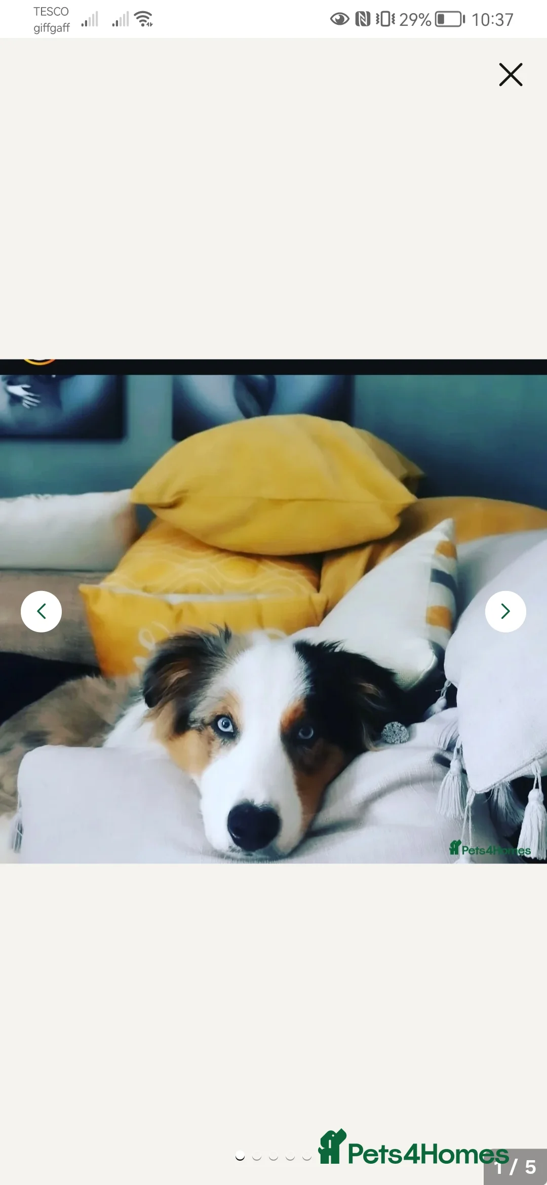 Border Collie dogs for stud: Dog for Stud - Advert 7