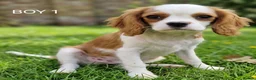Cavalier King Charles Spaniel dogs for sale: Blenheim Cavalier King Charles Spaniel Puppies - Advert 17