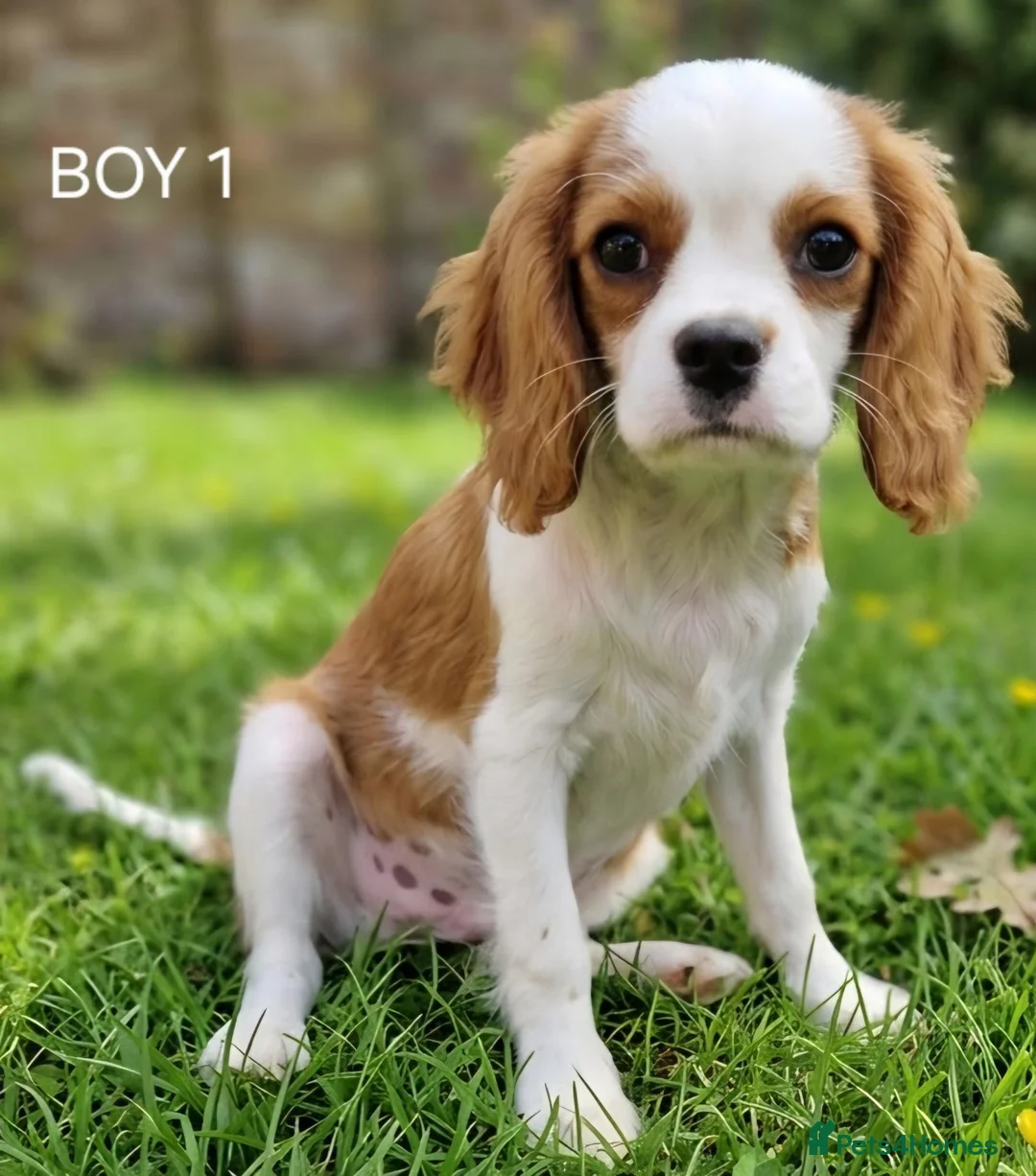 Cavalier King Charles Spaniel dogs for sale: Blenheim Cavalier King Charles Spaniel Puppies - Advert 17