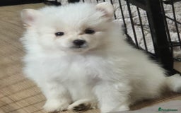 Pomeranian dogs for sale: Stunning 9 weeks old pedigree Pomeranian puppies  - Image 17