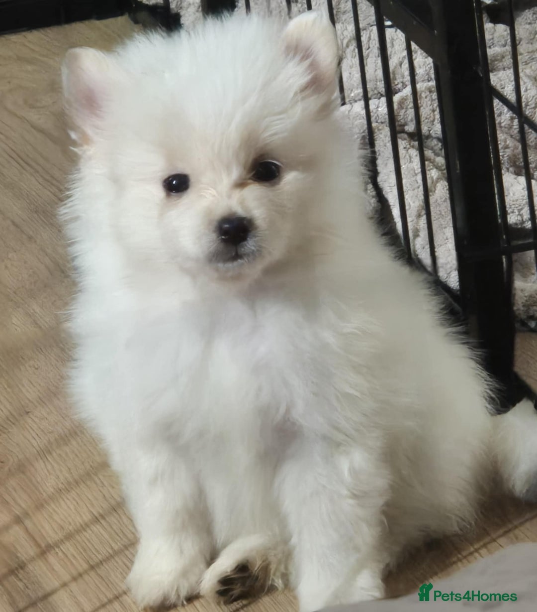 Pomeranian dogs for sale: Stunning 9 weeks old pedigree Pomeranian puppies  - Image 17